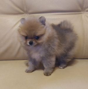 Additional photos: Pomeranian Spitz mini bear girl beauty, spring discount!