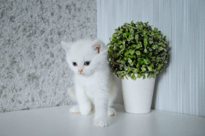 Photo №1. british shorthair - for sale in the city of Grodno | 300$ | Announcement № 6638