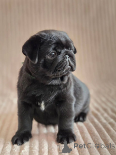 Photo №1. pug - for sale in the city of Lichtenvorda | negotiated | Announcement № 177771