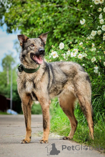 Photo №4. I will sell non-pedigree dogs in the city of Moscow river. private announcement - price - Is free