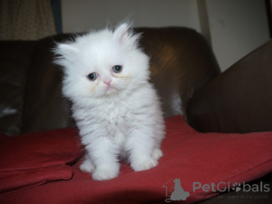 Photo №1. persian cat - for sale in the city of Vantaa | 329$ | Announcement № 140897
