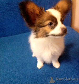 Additional photos: papillon boy