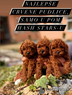 Photo №3. Toy Poodle puppies. Serbia