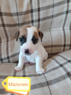 Photo №4. I will sell jack russell terrier in the city of Omsk. private announcement - price - 335$