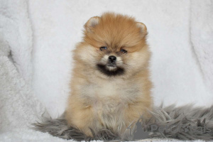 Photo №2 to announcement № 93020 for the sale of pomeranian - buy in Sweden 