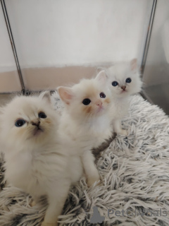 Photo №3. Ragdoll kitten to adopt. Belgium