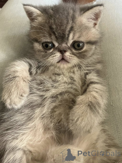 Photo №3. Chatons Exotic Shorthair à vendre. Belgium