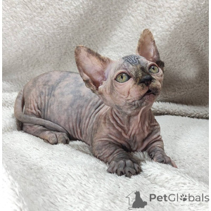 Photo №1. sphynx cat - for sale in the city of Esslingen am Neckar | 361$ | Announcement № 174415