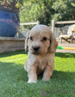 Photo №1. american cocker spaniel - for sale in the city of Cremlingen | 350$ | Announcement № 153440