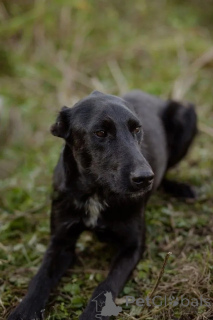 Photo №2 to announcement № 139052 for the sale of non-pedigree dogs - buy in Russian Federation 