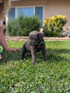 Photo №2 to announcement № 138826 for the sale of non-pedigree dogs - buy in United Kingdom breeder