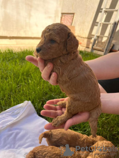 Additional photos: Miniature poodle