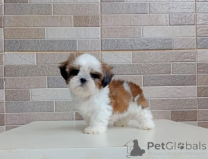 Photo №1. shih tzu - for sale in the city of Berlin | negotiated | Announcement № 178084