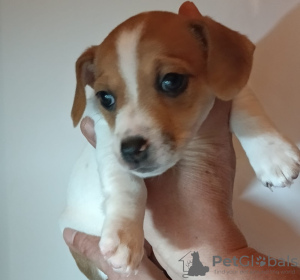 Photo №1. jack russell terrier - for sale in the city of Karlovy Vary | negotiated | Announcement № 96527