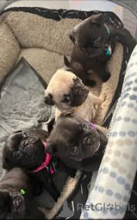 Photo №1. pug - for sale in the city of Lisbon | 723$ | Announcement № 165976