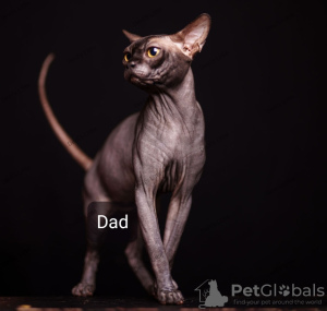 Photo №1. sphynx cat - for sale in the city of Kettering | negotiated | Announcement № 77608