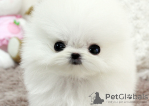 Photo №2 to announcement № 10825 for the sale of pomeranian - buy in France 