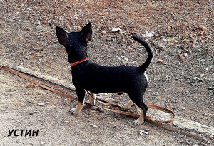 Photo №1. chihuahua - for sale in the city of Sevastopol | 661$ | Announcement № 4140