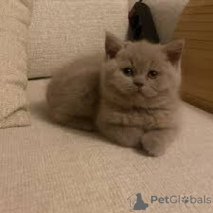 Photo №2 to announcement № 165817 for the sale of british shorthair - buy in Belgium private announcement, breeder