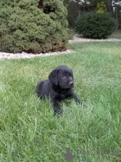 Photo №2 to announcement № 164772 for the sale of labrador retriever - buy in United Kingdom private announcement, breeder