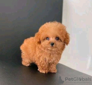 Photo №2 to announcement № 133708 for the sale of poodle (royal) - buy in United States 