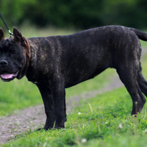 Photo №4. I will sell cane corso in the city of Donetsk. private announcement, from nursery - price - negotiated
