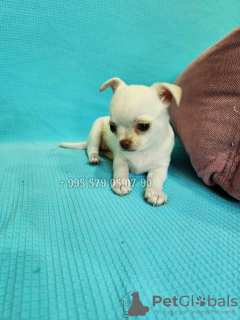 Photo №2 to announcement № 107381 for the sale of chihuahua - buy in Georgia private announcement, breeder