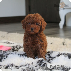 Photo №2 to announcement № 128853 for the sale of poodle (toy) - buy in Switzerland 