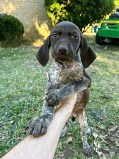 Photo №2 to announcement № 120853 for the sale of german longhaired pointer - buy in Germany private announcement