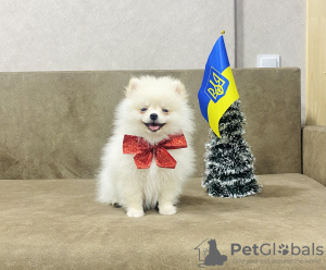 Photo №2 to announcement № 33054 for the sale of pomeranian - buy in Ukraine breeder