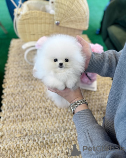 Photo №4. I will sell pomeranian in the city of Brussels. breeder - price - 329$