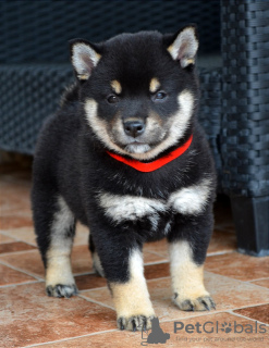 Additional photos: Shiba Inu puppies