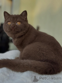 Photo №3. Fluffy British Shorthair Kitten with Classic Round Face. Switzerland