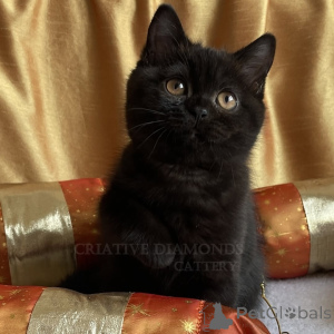 Photo №4. I will sell british shorthair in the city of Berlin. private announcement, from the shelter - price - 568$