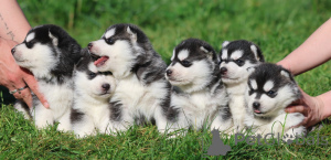 Photo №1. siberian husky - for sale in the city of AIX-EN-Provence | Is free | Announcement № 172134