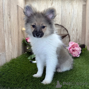 Photo №2 to announcement № 136007 for the sale of pomeranian - buy in Germany 