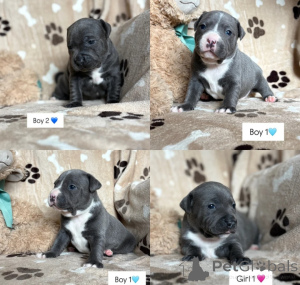 Photo №1. staffordshire bull terrier - for sale in the city of Wormeldange | negotiated | Announcement № 169283
