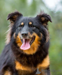 Photo №3. Tasya and Max are young, medium-sized guys looking for a home!. Russian Federation