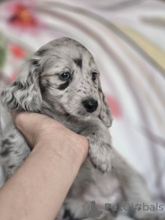 Photo №1. dachshund - for sale in the city of Bar | 774$ | Announcement № 163347
