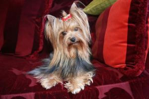 Photo №1. Mating service - breed: yorkshire terrier. Price - negotiated