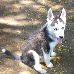 Photo №1. siberian husky - for sale in the city of Mexico | 900$ | Announcement № 157356