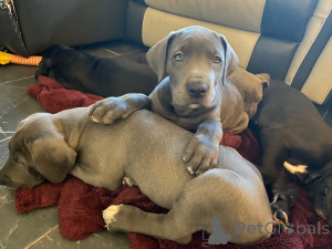 Photo №2 to announcement № 168380 for the sale of great dane - buy in Sweden private announcement, breeder