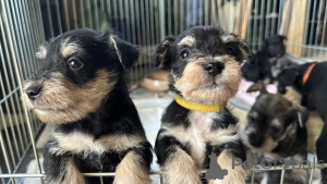 Photo №3. Dwarf snout puppy. Austria