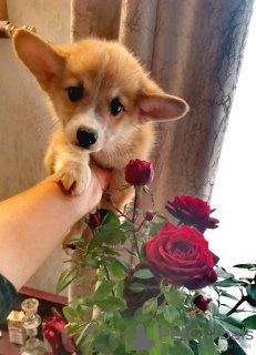 Photo №1. welsh corgi - for sale in the city of Bialystok | 728$ | Announcement № 29309