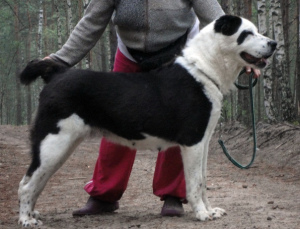 Photo №2 to announcement № 1448 for the sale of central asian shepherd dog - buy in Russian Federation private announcement