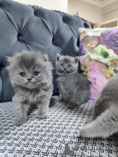 Photo №3. British shorthair cat. Turkey