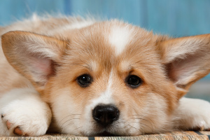 Photo №1. welsh corgi - for sale in the city of Pushkino | negotiated | Announcement № 1844