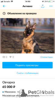 Photo №4. I will sell german shepherd in the city of Москва. breeder - price - 672$