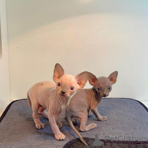 Photo №1. sphynx cat - for sale in the city of Калифорния Сити | 450$ | Announcement № 135882
