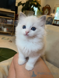 Photo №3. Healthy and Playful Ragdoll Kittens for Sale. Germany